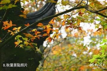 臨滄五老山國家森林公園-秋葉照片