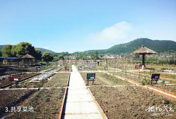 京山白谷烟树景区-共享菜地照片