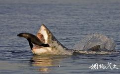 南非海豹岛旅游攻略之大白鲨捕食