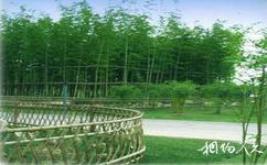 上海世纪公园旅游攻略之竹林