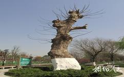 苏州中国花卉植物园旅游攻略之重阳木
