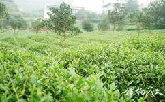 泸州天仙硐旅游攻略之生态茶叶基地