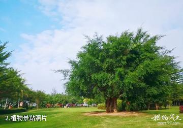 海南海東方沙灘公園-植物照片