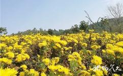 荆门京山花台山旅游攻略之菊花