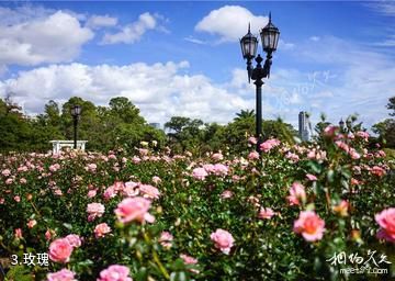 布宜诺斯艾利斯玫瑰园-玫瑰照片