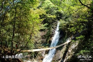 慶元巾子峰森林公園-森林照片