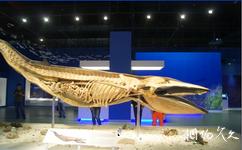 大连生命奥秘博物馆旅游攻略之小鳁鲸
