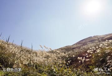 永州蓝山云冰山景区-野外白茅照片