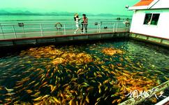 杭州千島湖旅遊攻略之魚樂橋