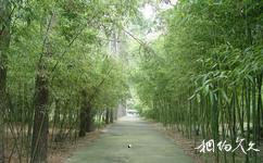 安吉竹子博覽園旅遊攻略之竹林觀賞區