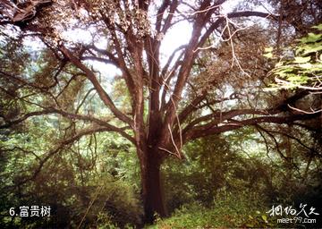 十堰桃花湖旅游度假区-富贵树照片