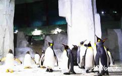 大連聖亞海洋世界旅遊攻略之南極企鵝島