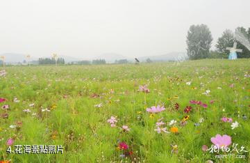 徐州賈汪鳳鳴海-花海照片