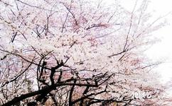 日本東京旅遊攻略之櫻花
