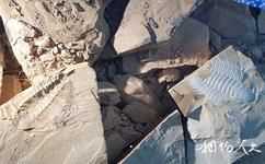 澄江帽天山国家地质公园旅游攻略之化石