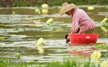 琼海龙寿洋乡村生态旅游区-千亩福水莲花照片