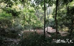 云南西双版纳基诺山寨旅游攻略之热带雨林