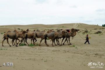 新疆图开沙漠-驼群照片