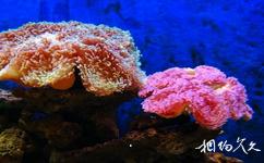 广西北海海底世界旅游攻略之珊瑚廊
