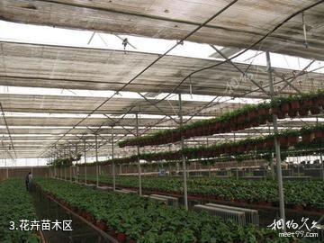 石河子高新农业技术示范园区-花卉苗木区照片