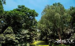 揚州荷花池公園旅遊攻略之四季常綠樹木