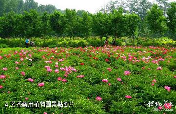 如皋長江藥用植物園-芳香藥用植物園照片