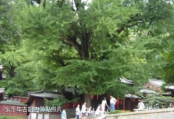 山東靈泉寺-千年古銀杏照片