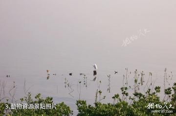 廣東湛江紅樹林國家級自然保護區-動物資源照片