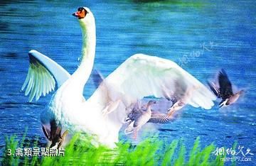 大慶連環湖狩獵場-禽類照片