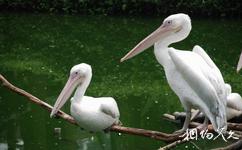 深圳野生动物园旅游攻略之小湖