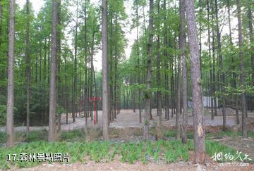 安慶蓮洞國家森林公園-森林照片
