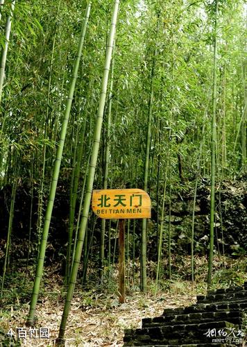 梁平百里竹海风景区-百竹园照片