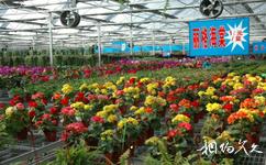 北京世界花卉大觀園旅遊攻略之花卉賣場