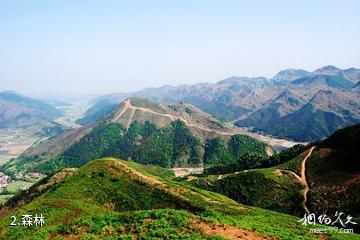 大冶龙凤山景区-森林照片