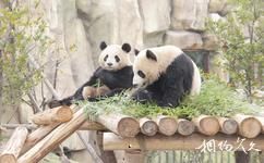 南通森林野生動物園旅遊攻略之國寶家苑