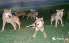 内蒙古博物院旅游攻略之蒙古草原狼