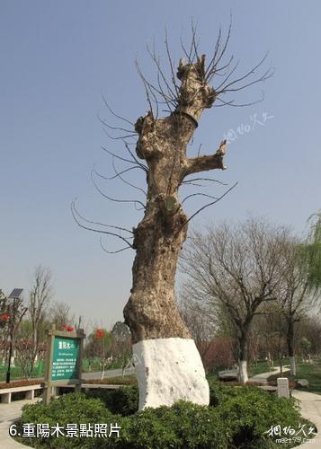 蘇州中國花卉植物園-重陽木照片