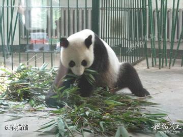 北方森林动物园-熊猫馆照片