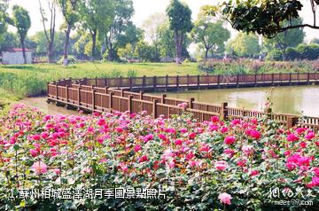 蘇州相城盛澤湖月季園照片