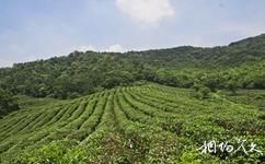 南京南山湖旅遊攻略之生態茶園