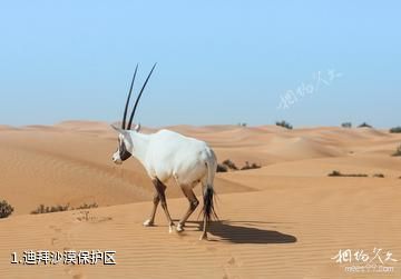 迪拜沙漠保护区照片