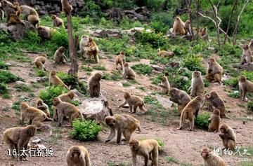 泽州山里泉-太行猕猴照片