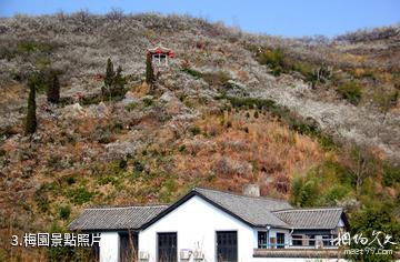 紹興香雪梅海旅遊區-梅園照片