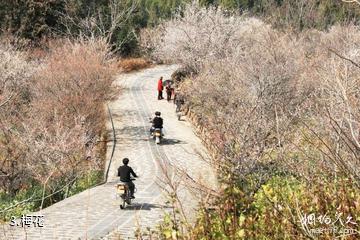 腾冲中营·梅花村景区-梅花照片