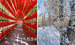 阿勒泰桦林公园驴友相册