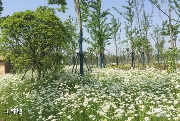 上海长兴岛郊野公园-林地照片