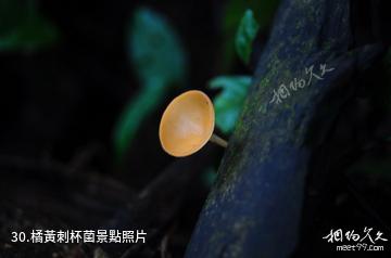 馬來西亞姆祿國家公園-橘黃刺杯菌照片