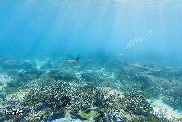 威尔逊岛海底风光-蝠鳗照片