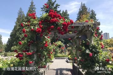 加拿大布查特花園-玫瑰花園照片