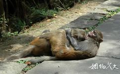 贵阳森林公园旅游攻略之猴子